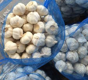 Fresh galic pearls normal garlic fresh garlic exporters china