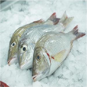 sea  frozen   frozen   flying   fish  and pollack