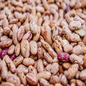 Bulk American  Round   Light   Speckled   Kidney  Beans, LSKB ,Pinto/ Cranberry