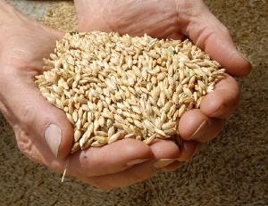  Grain   Barley   Malt 