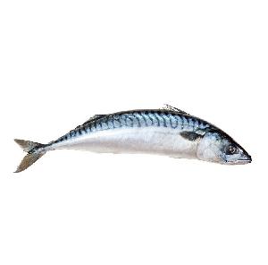 Frozen Atlantic Mackerel Bulk NORWEGIAN Mackerel