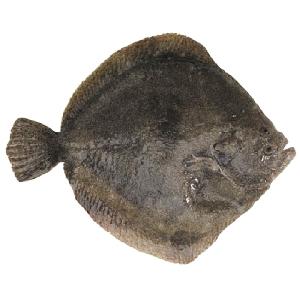 Iqf Bqf Frozen Halibut (Reinhardtius hippoglossus)