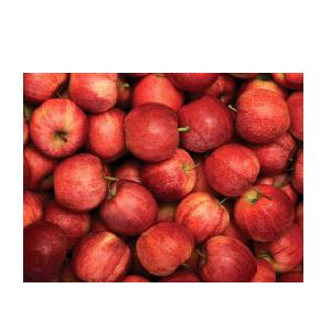 Bagged Jiguan apple