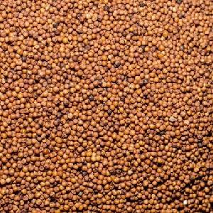 Finger Millet / Red Millet for Bulk  Export 