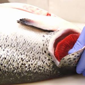  Fresh   Atlantic   Salmon ,Premium  Fresh  Norwegain  Salmon , Salmon 