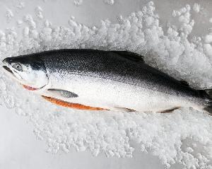 Fresh and Frozen Atlantic Salmon Fish/Whole frozen salmon