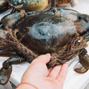  Live  Mud  Crab   Export  Ready