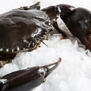 Alive Mud Crab - Live Mud Crab - Scylla Serrata - Alive Scylla