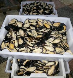 Frozen half  mussel s blue  mussel   shell s with meat high quality