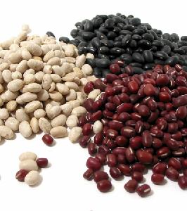 Organic White /black/ red Kidney Beans at Wholesale Pricing