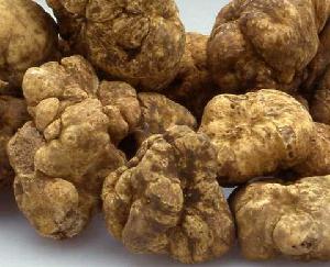 white truffle, fresh truffle for sell good price