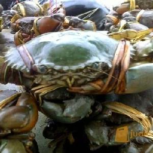 Alive Mud Crab - Live Mud Crab - Scylla Serrata - Alive Scylla Serrata - Live Seafood