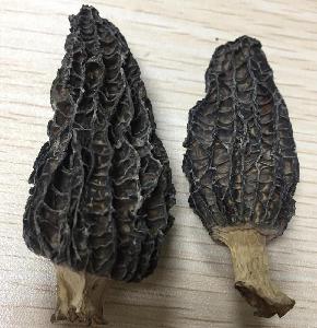 Factory Dried Morel Mushrooms for Sale
