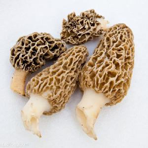 Dried Morel Export Price Morchella Morel Mushroom with High Quality