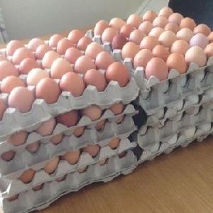 Fresh  Chicken  white Table  Egg  For  Sale 
