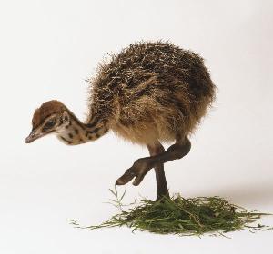 HEALTHY OSTRICH CHICKS FOR SALE / OSTRICH CHICKS ONE MONTH OLD - 1 - 6