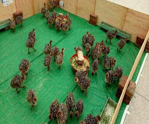 Healthy well raised  Ostrich   Chicks  and  eggs  for sell