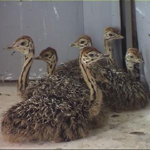 Whole sale   Ostrich  Chicks for  sale  /Red and Black neck  Ostrich  for  sale /Live