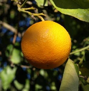 fresh  Navel   Valencia   orange s Fresh Citrus from South Africa