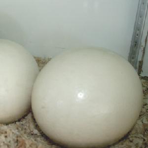 Fresh  Ostrich and   Duck hatching eggs