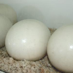 Fresh Duck and Ostrich hatching eggs