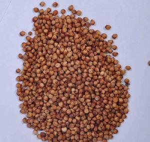 Sorghum