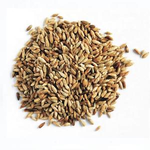 Organic  Rye   grain   Rye 