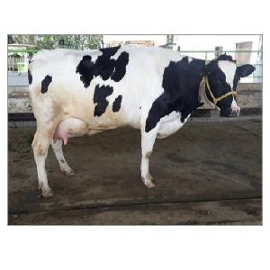 Healthy Pregnant Friesian Hostein Heifer Cows for sale worldwide