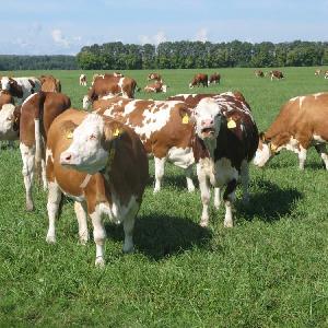live  cattle  cows and goats/ Holstein   Cattle  for Sale