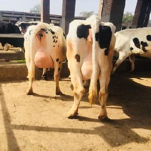 Healthy Pregnant Dairy Cattle/ Holstein Heifer Cows