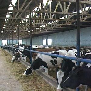 Aberdeen Angus, Holstein Heifer , Brahman , Limousin Dairy livestock cattle