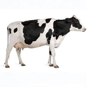 Holstein Heifer , Brahman livestock cattle