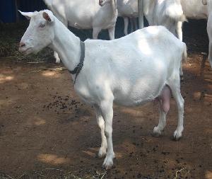Healthy Livestock Saanen  Dairy   Goat s/ Saanen  Goat s for sale / Best Kalahari and jamnapari  goat  for sale