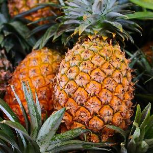 Best- quality good price SOUTH AFRICA fresh pineapples