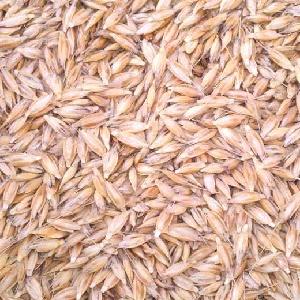 Wheat grain Seed For Sale