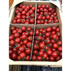 Wholesale Fresh Tomato / Fresh Tomato Price / Tomato