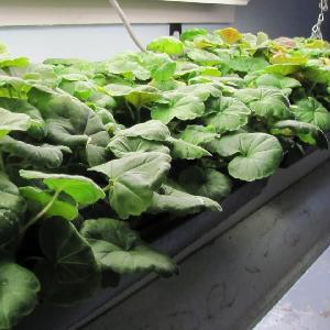 Pelargonium Seeds manufacturer's