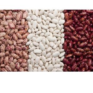 Wholesale 15% Moisture Dried  Purple   Speckled   Kidney   Beans 