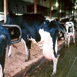Holstein heifers pregnant cow