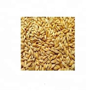 High quality Ukraine Barley feed/human consumption