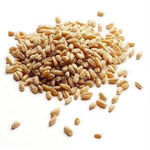 Oat Grain