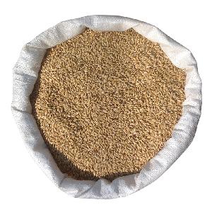 Feed Barley For Animal Feed And Human