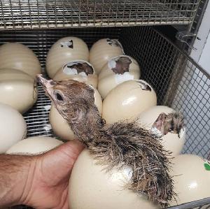 Live healthy Ostrich Chicks for sale