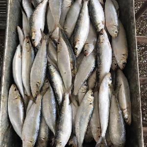 Wholesale cheap seafood frozen fresh sardine fish whole round