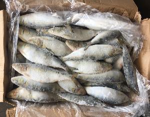 Delicious Frozen HACCP Sardine Fish and fresh sardines