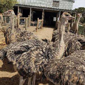 Healthy Ostrich Chicks / Fertile Hatching Ostrich Eggs