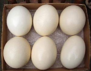 Ostrich Egg