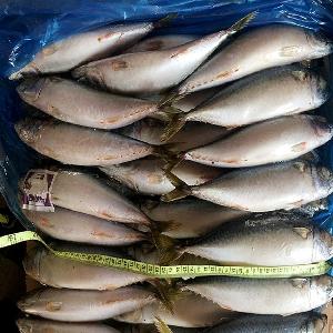 Frozen Mackerel Frozen Saba Fish