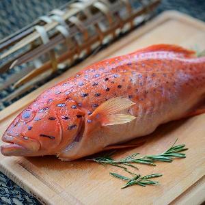 wholesale frozen fresh black grouper fish