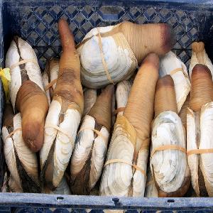 frozen and fresh geoduck clam